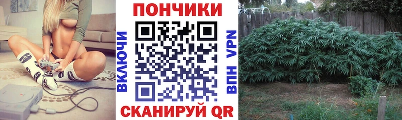 Каннабис гибрид  Купить где  Камызяк 